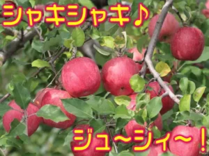大中 高糖度サンふじ 家庭用 5kgの商品ページ画像。枝に実った赤いりんごと緑の葉の写真。画像内に店舗が画像に入れた表示として黄色の文字「シャキシャキ♪」「ジュ〜シィ〜！」あり