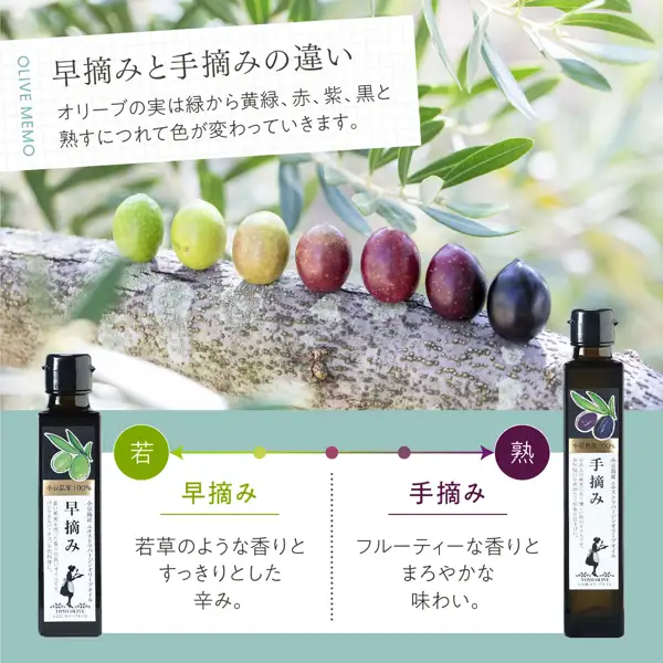 Shop-posted photo of Shodoshima Extra Virgin Olive Oil, Hand-Picked, 182g (東洋オリーブ). Seven olives, ranging in color from green and yellow-green to red, purple and black, are lined up on a tree branch, and below them stand a bottle labeled “早摘み” (early harvest, a different product) on the left and a bottle labeled “手摘み” (hand-picked) on the right. Text the shop placed in the image includes “OLIVE MEMO”, “早摘みと手摘みの違い” (the difference between early-harvest and hand-picked), “オリーブの実は緑から黄緑、赤、紫、黒と熟すにつれて色が変わっていきます。” (olives change color from green to yellow-green, red, purple and black as they ripen), “若” (young), “熟” (ripe), “若草のような香りとすっきりとした辛み。” (a young-grass aroma and a crisp pungency) under “早摘み”, and “フルーティーな香りとまろやかな味わい。” (a fruity aroma and a mellow taste) under “手摘み”. The label of the right-hand bottle reads “小豆島産100%” and “手摘み”.