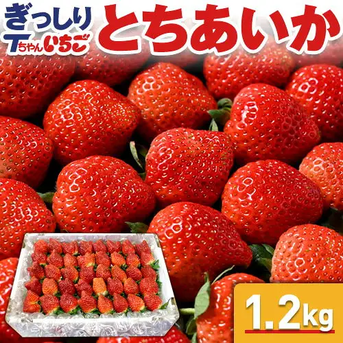 红色草莓特写中嵌入一张草莓摆放在盒中的照片的商品图（もんみや 栃木県産 とちあいか（草莓） ぎっしり詰め 1.2kg）。店铺在图片中加入的标示：“ぎっしり”“Tちゃんいちご”“とちあいか”“1.2kg”。
