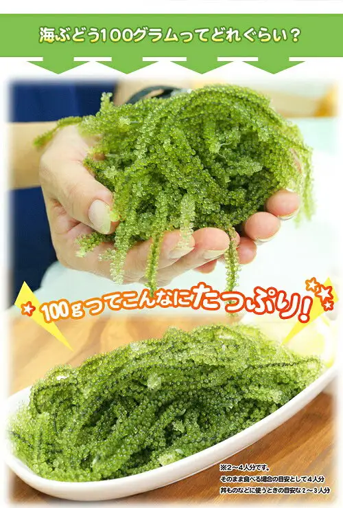 Photo showing how much 100g of Raw Sea Grapes 300g (100g×3 packs), Kinchanchi no Umibudo, looks like. A heaping handful of raw sea grapes held in a palm, and sea grapes piled on a white plate. Text the shop placed in the image: “海ぶどう100グラムってどれぐらい？” “100gってこんなにたっぷり！” “※2～4人分です。そのまま食べる場合の目安として4人分 丼ものなどに使うときの目安な2～3人分”